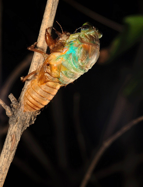 463_606竖版 竖屏gif 动态图 动图