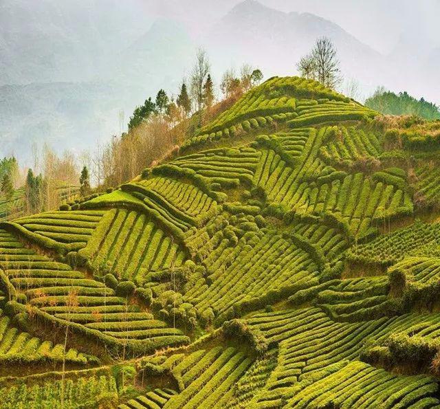 清明自駕逛陝南這5個清幽茶園雲霧繚繞採茶正當時