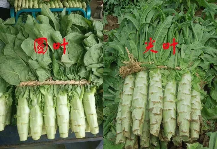 莴笋|春天的"千金菜",和虾仁简单一炒,清爽鲜脆!