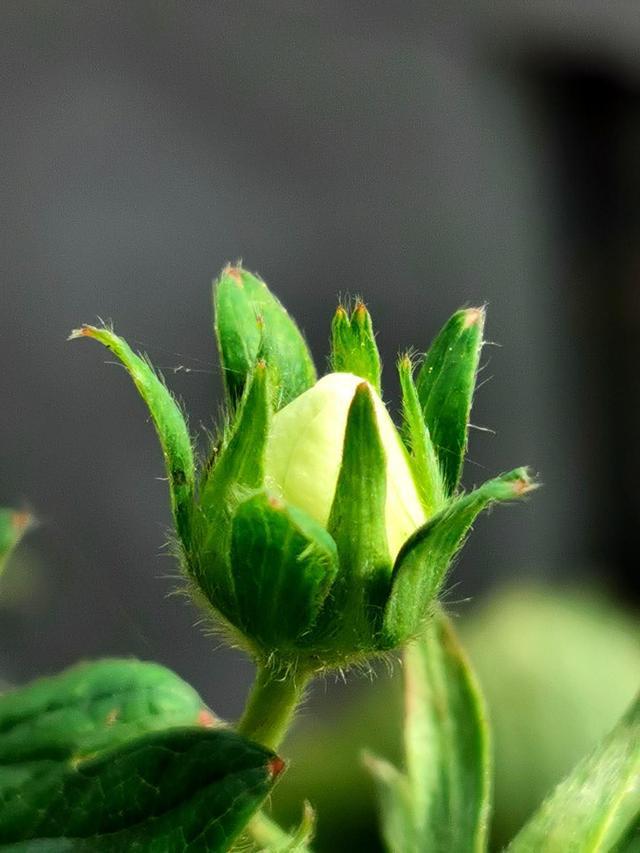 盆栽好不容易长出花苞,一夜之间却掉了一堆,原来是做了这件事!_植物