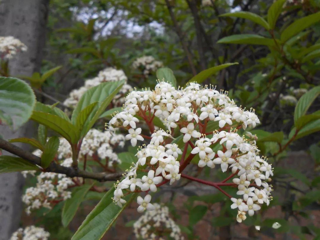 怎么可能忘记绣球荚蒾的盛世美颜!