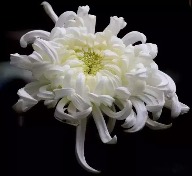 一朵白菊吊唁图片图片