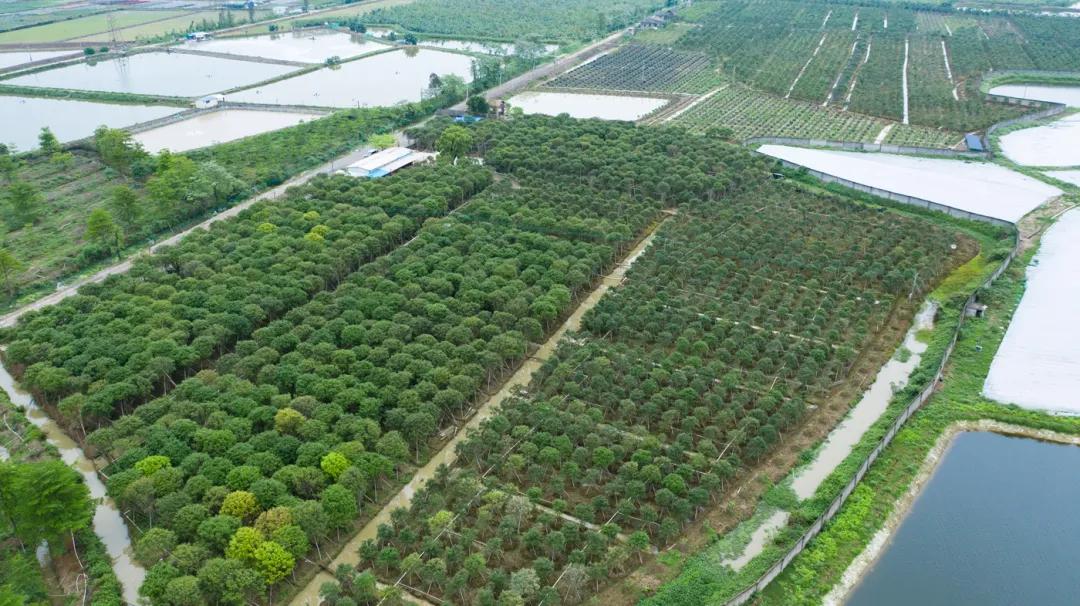 160亩土豪果"嘉宝果"采摘!清明户外踏青好去处!_果园