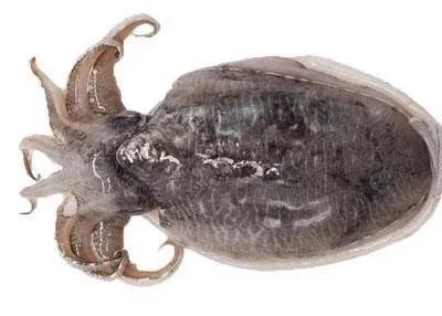 "炒鱿鱼"和美味的鱿鱼之间到底有着什么联系呢?_乌贼