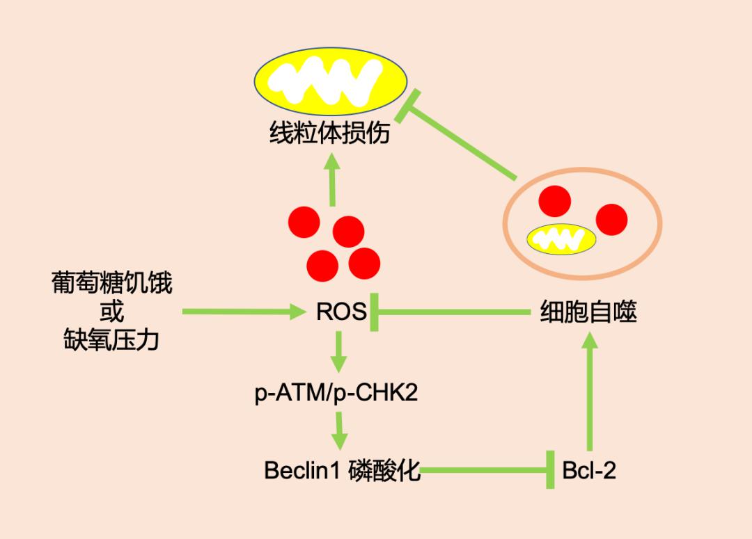 ros-atm-chk2-beclin 1 軸介導細胞自噬示意此外,研究還在小鼠模型中