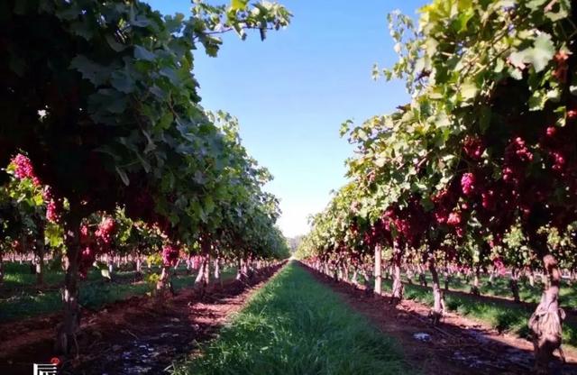 辰颐物语澳洲红提提子界的红珍珠