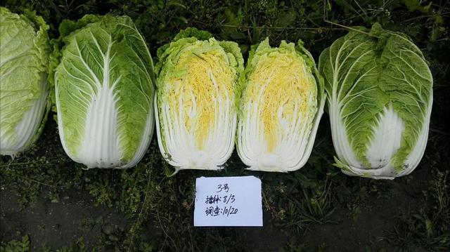 黃心大白菜種子春譽60耐抽薹抗病黃心白菜品種