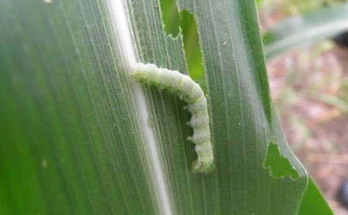 玉米甜菜夜蛾的为害特点原因分析及防治方法