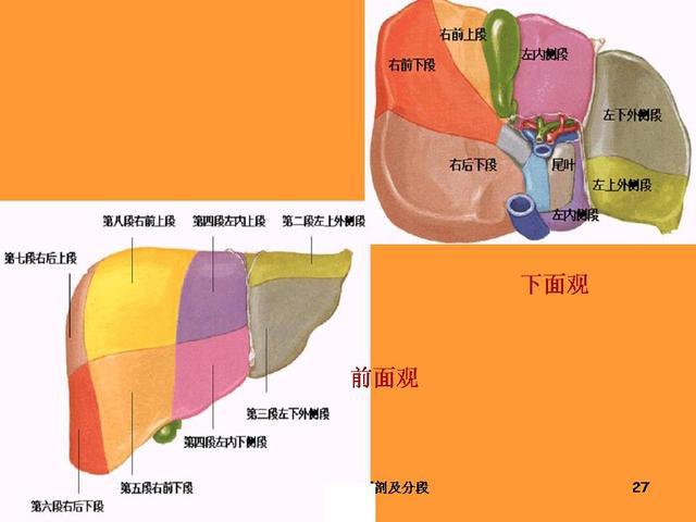 肝脏组织结构 组织学图片
