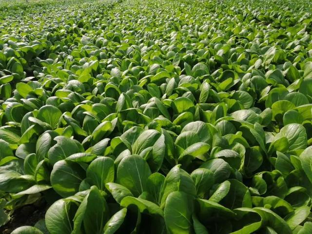 "销售的渠道不能过于单一,多渠道能够提高基地应对市场冲击的能力"