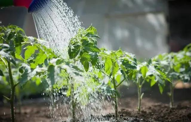 大棚种植番茄时浇水非常关键春天浇水看4点轻松得丰收