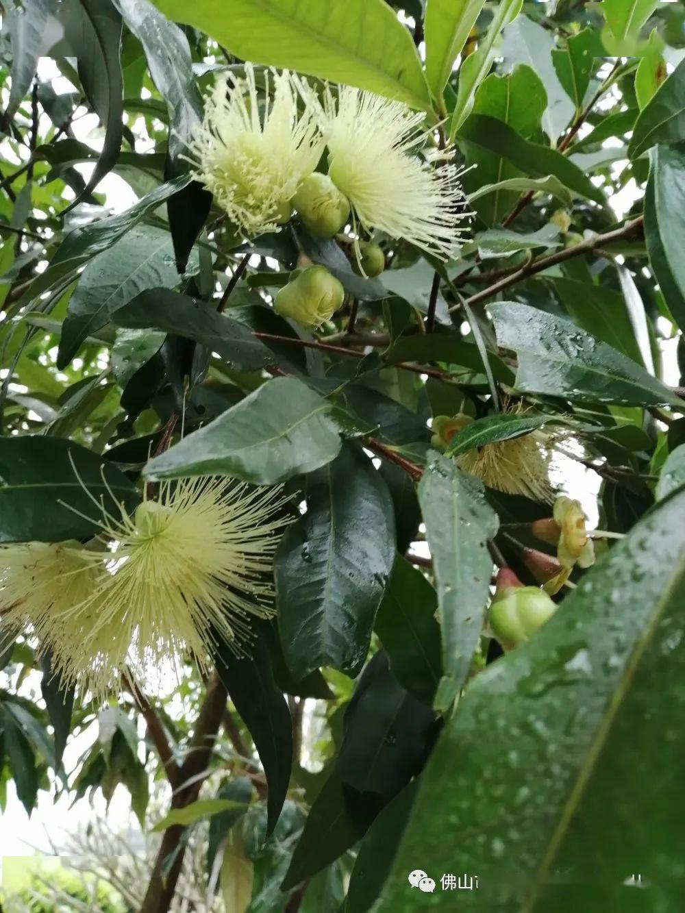鸡蛋花罕见地结了果柚子树长高了很多柳树发了新芽放假前栽上的草莓