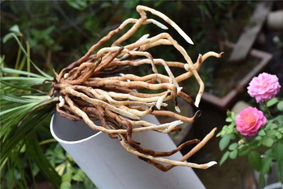 野外遇见一片竹林一定要采集一袋竹根泥回家种兰花