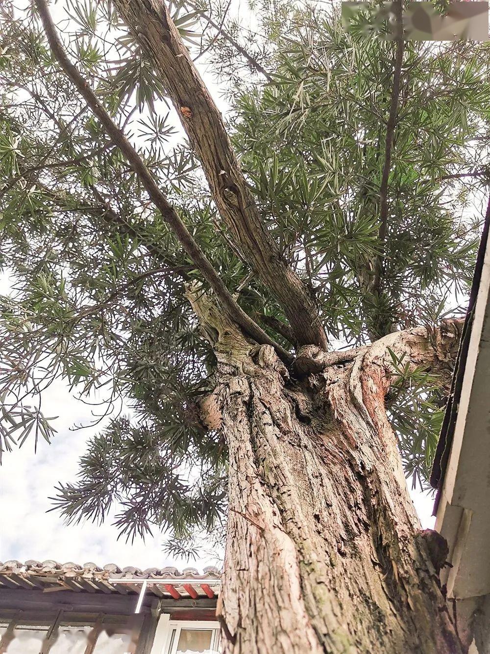 75岁老人呐喊救救这棵百年罗汉松