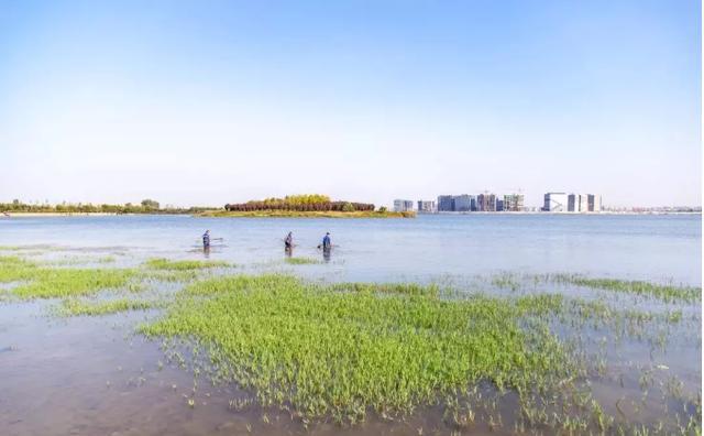 2020年鄭州北龍湖溼地公園鄭州市森林公園大河村遺址博物館