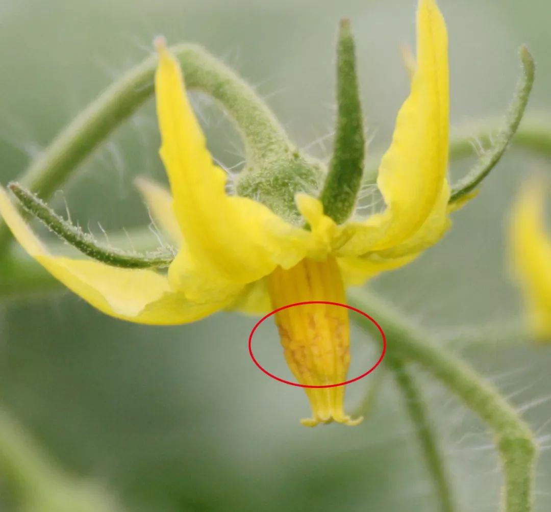 番茄花雄蕊图片