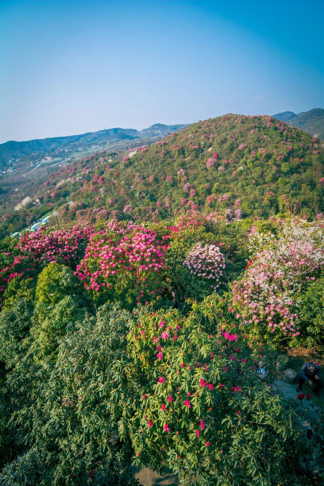 ▼一个自然景区,两片绚丽花海它就是贵州毕节的百里杜鹃不得不让人