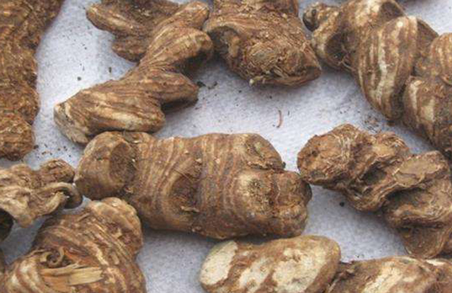 原创野生植物400元一斤根茎用途大有人种植致富为何不建议跟风