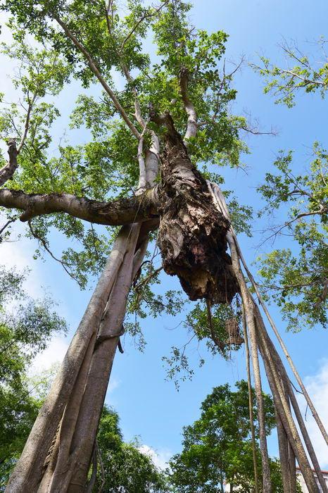 原创都成精了广西最老的十棵大榕树最高树龄已达1700年