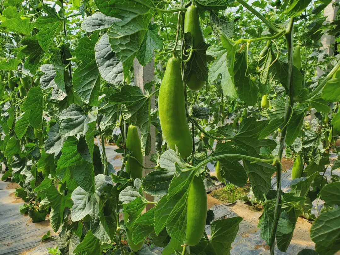 植知源豆磷脂肥不爱大瓜爱小瓜好吃赚钱都靠它