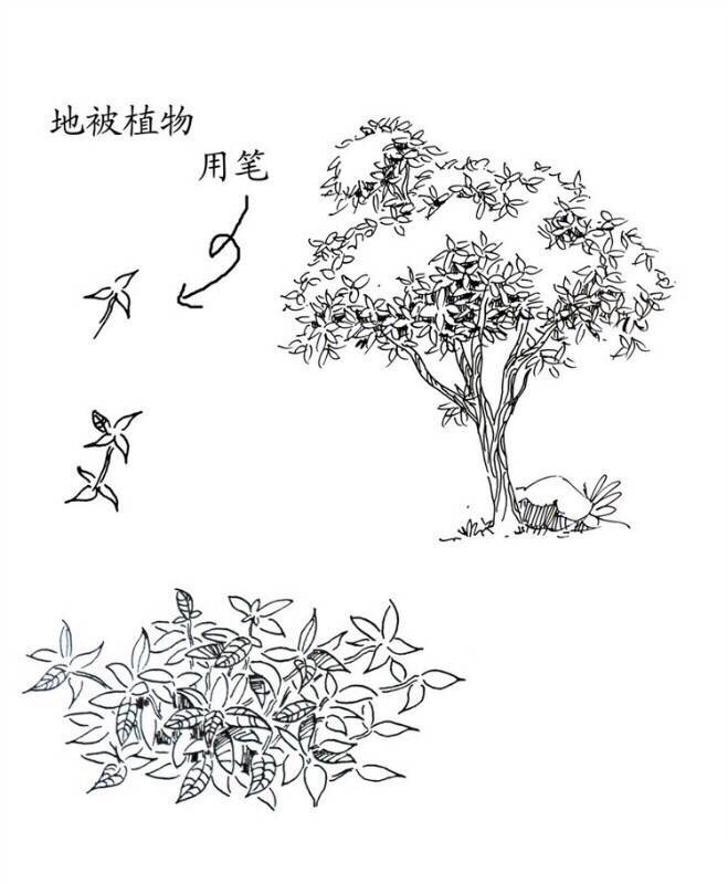 景观植物钢笔手绘技法
