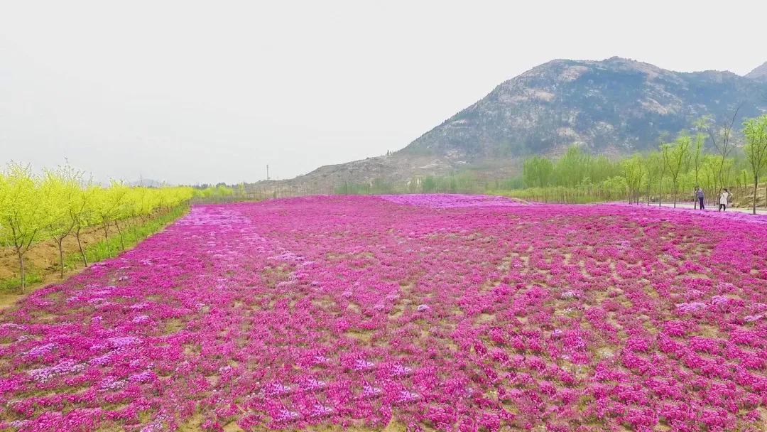 門票半價十里花海屬你最美新甫山首屆芝櫻花海美拍節即將開幕