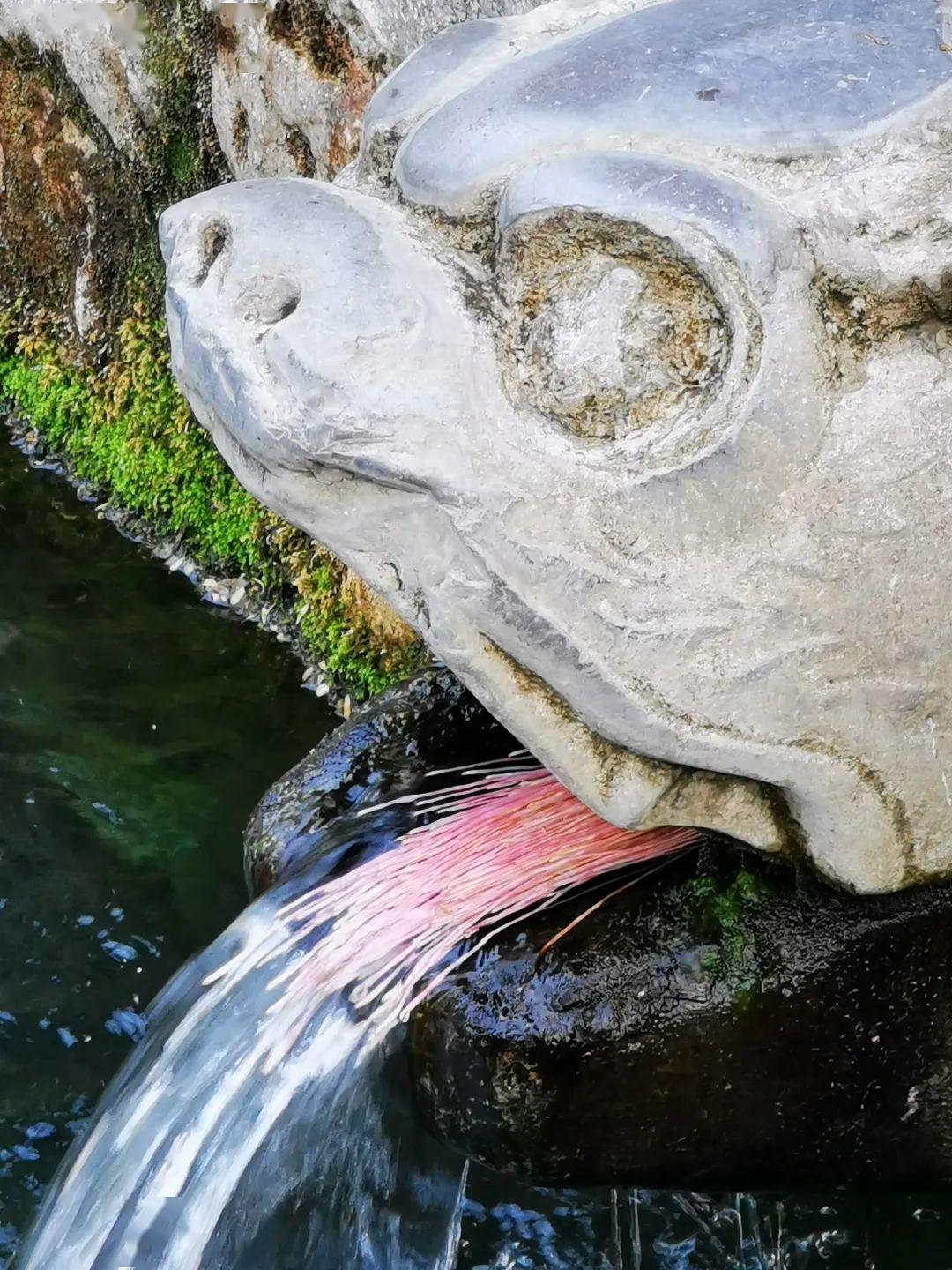 济南黑虎泉虎头吐出了红舌头网友是真虎没错了