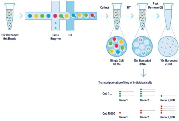 单细胞测序示意图图片