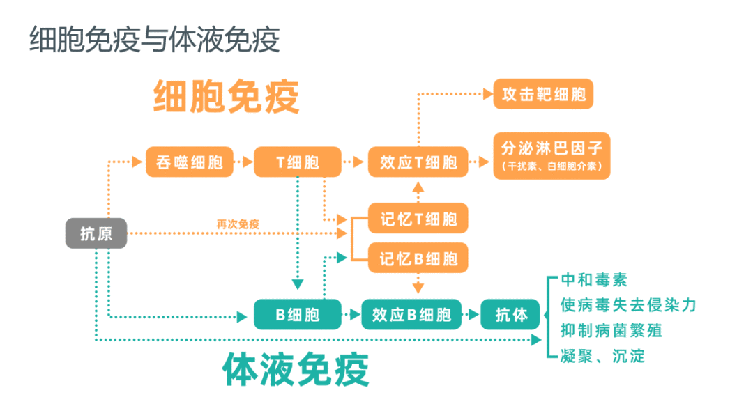 你的免疫力好嗎