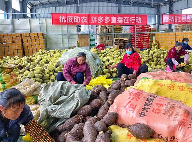 百万人围观市长吃荔浦芋扣肉瑶族女市长卖出27吨农产品