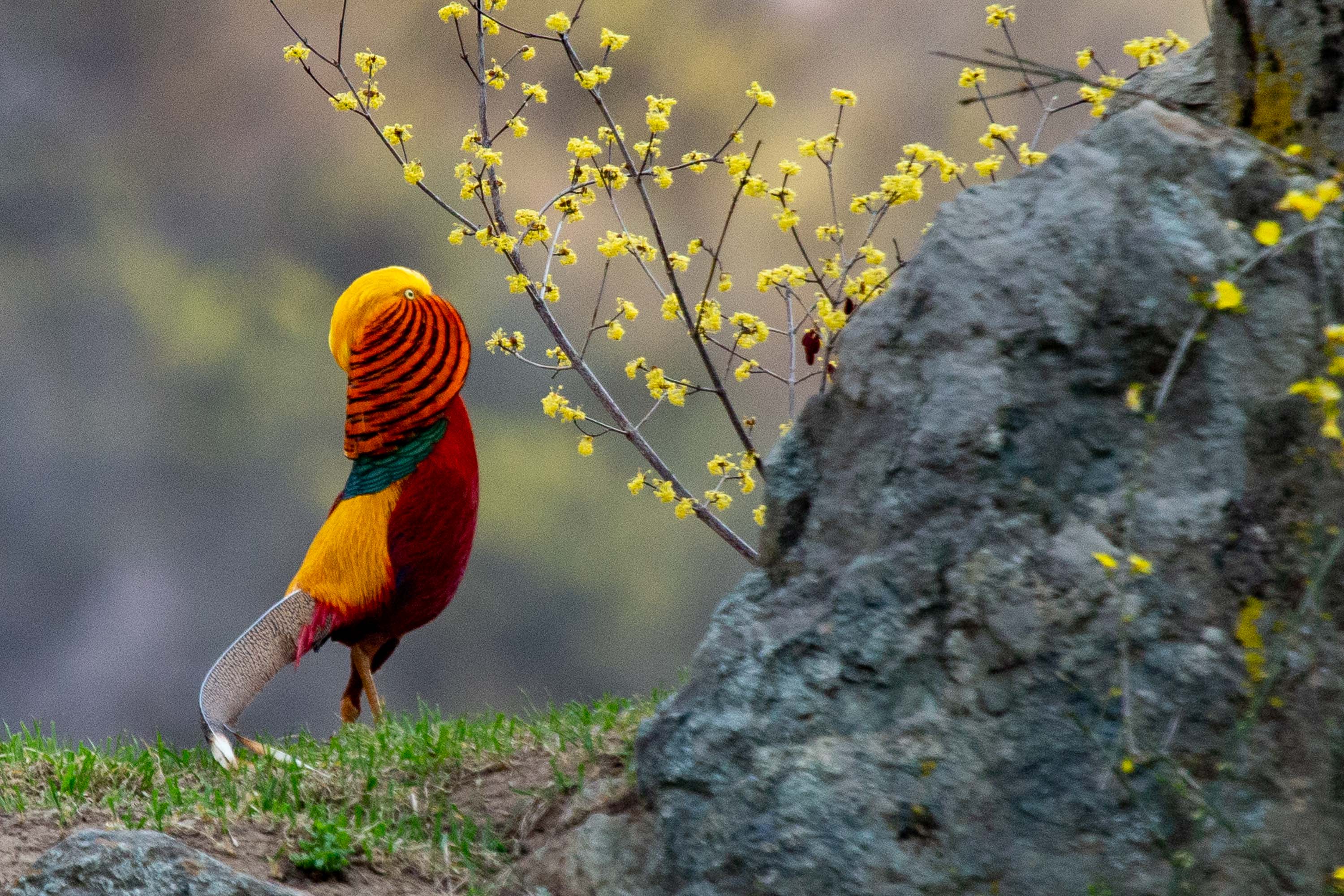 我住大山深处,能听懂鸟语,会说鸟话,可把成群的"金鸡"引下山