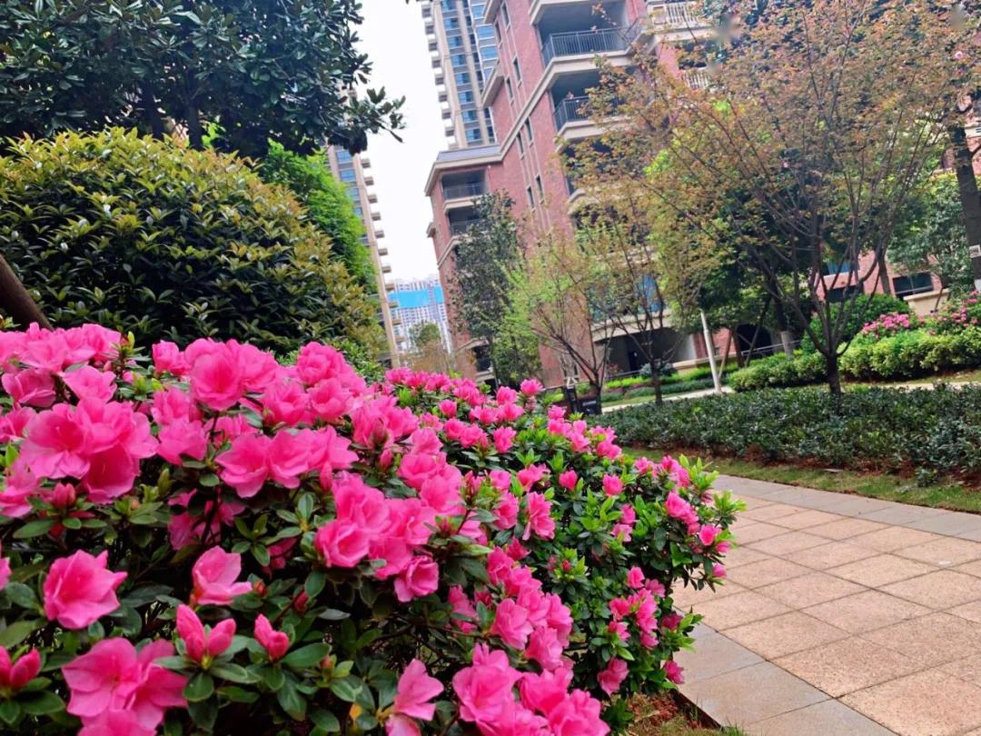 最美人间四月天衡阳春季风景大赏这家楼盘的花开的真美