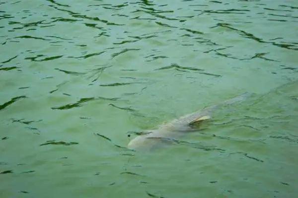 哇,一条大草鱼.