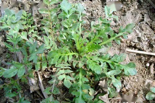 春天地裡最常見的4種野菜,好吃又營養,你吃過幾種?_薺菜