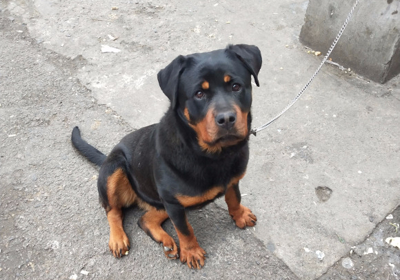 罗威纳被主人抛弃路边老板将其收养它开始为新主人工作