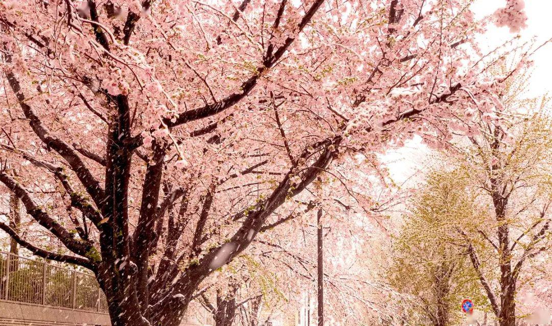 無人街道,奇蹟美景--東京的櫻花雪_滿開