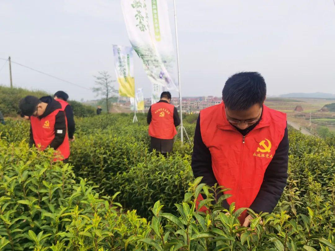 市领导蒋银生为佐村新茶直播吆喝佐村镇召开云端新茶发布会