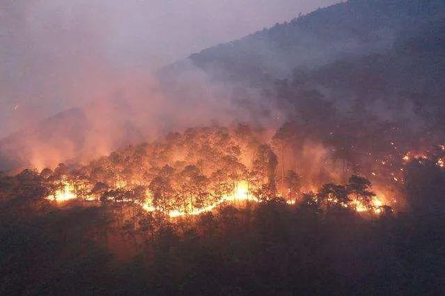 森林大火过后图片