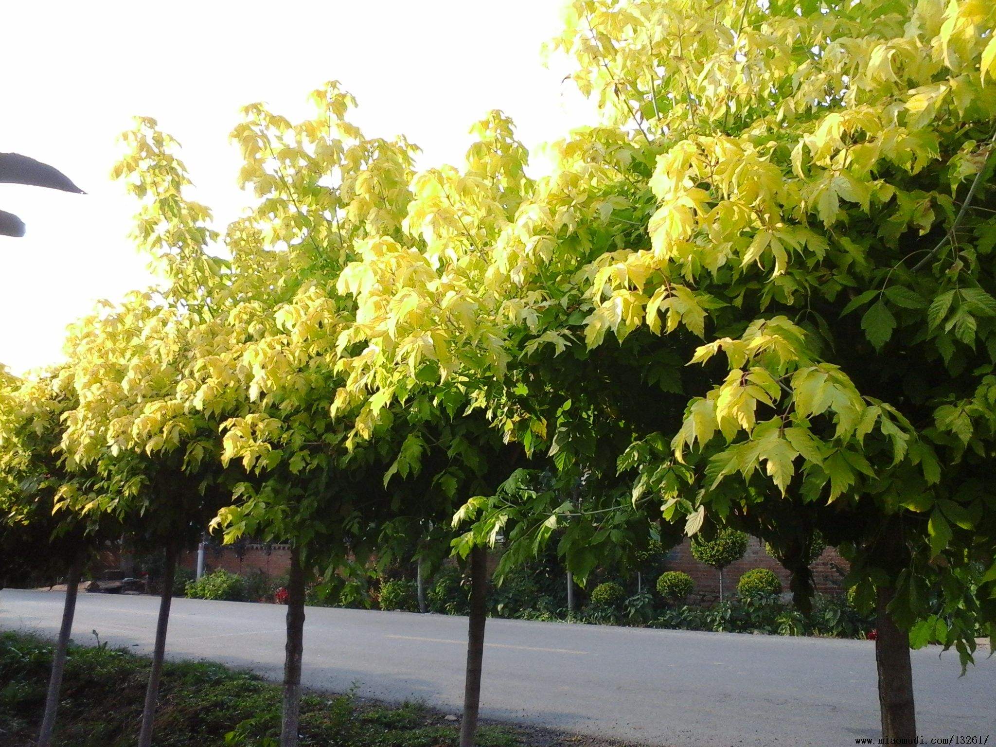 丛生金叶复叶槭树图片