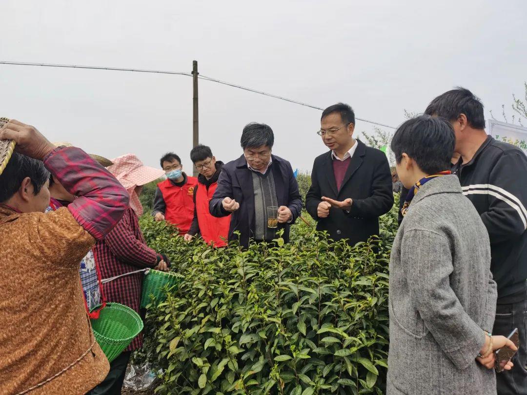 市领导蒋银生为佐村新茶直播吆喝佐村镇召开云端新茶发布会