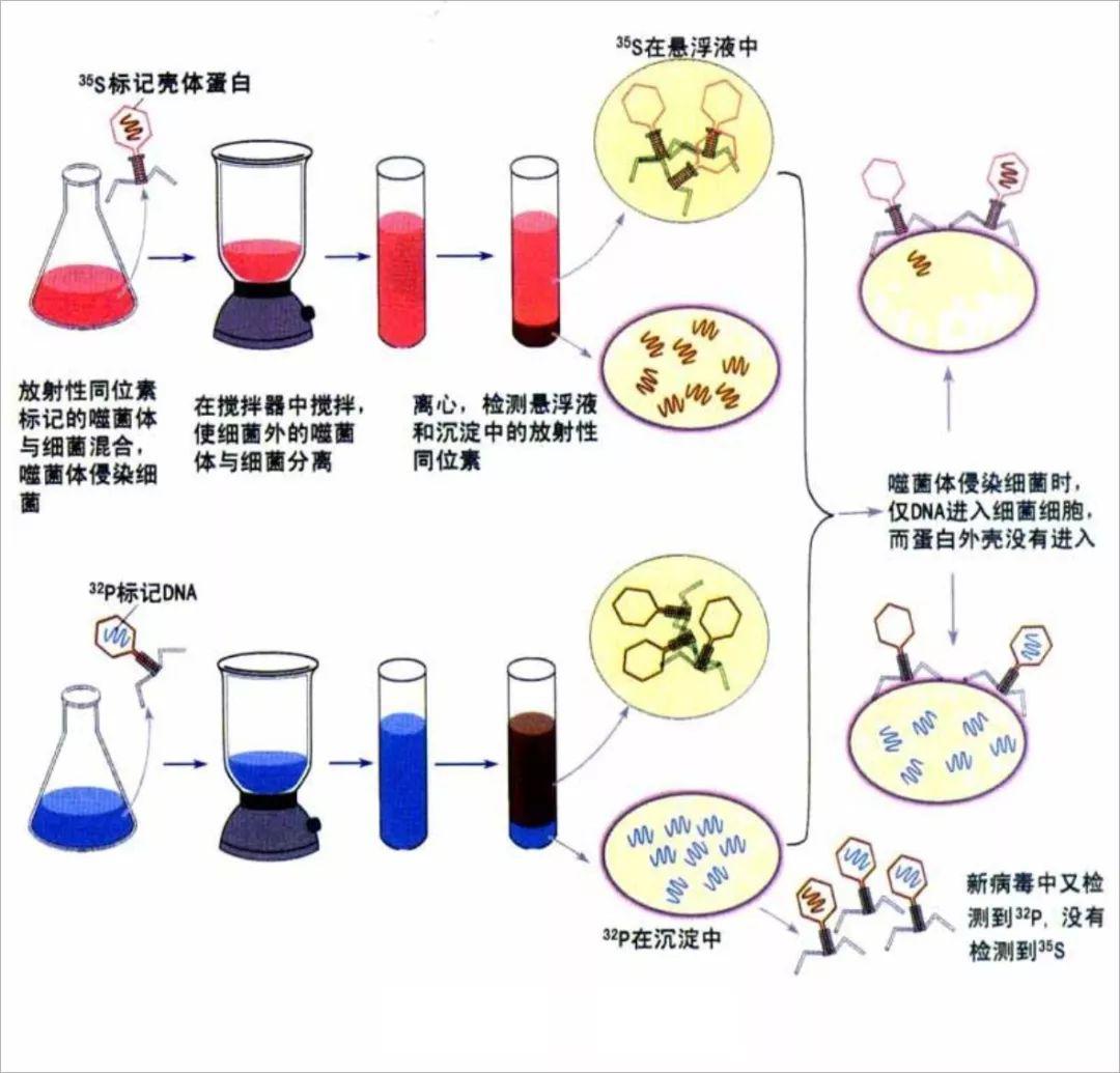 mccarty(1911╟2005)通过实验发现dna是griffith转化实验的关键,证实