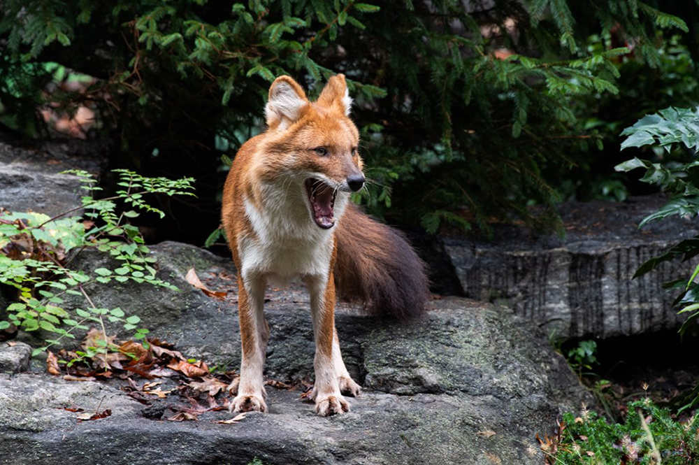 "豺狼虎豹"当头的豺狗,在我国森林是如何慢慢消失掉的?
