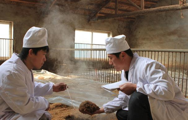 规模化养殖场中的高床养猪系统!