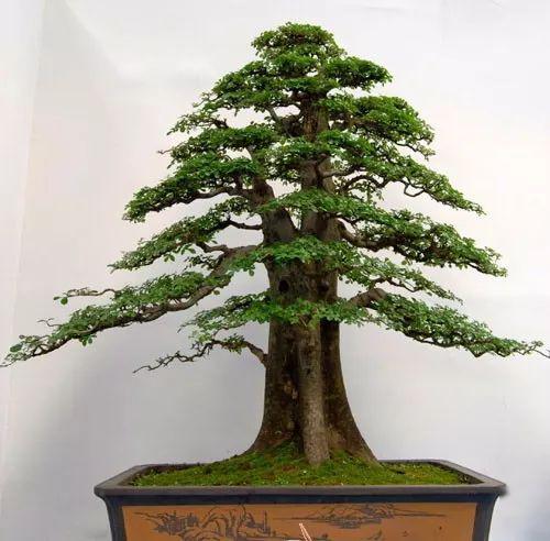 树桩造型常用的拿弯三法与雕饰_树干