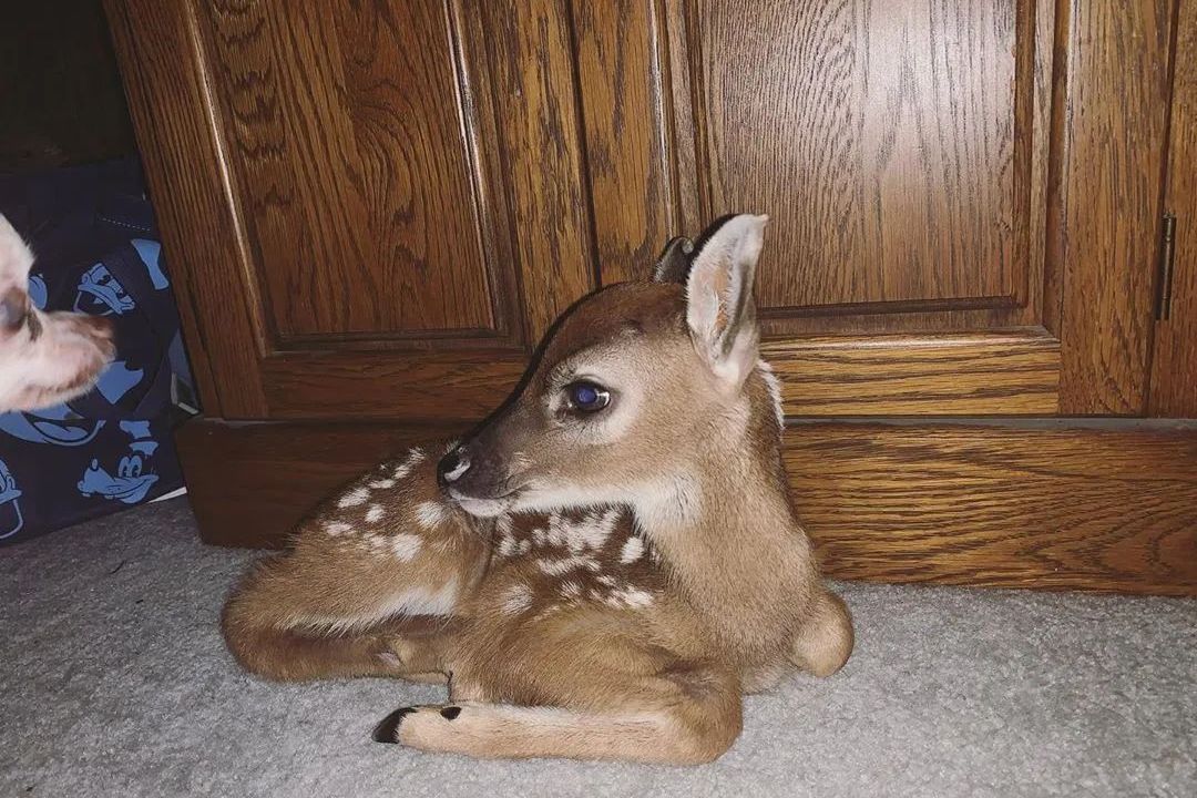 这猫第一次见小鹿就把人家打,结果隔天起每日上门找小鹿玩!