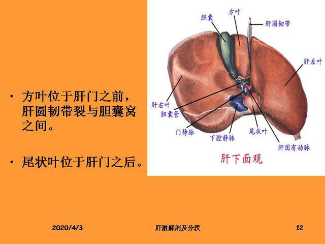 肝脏的解剖和分段