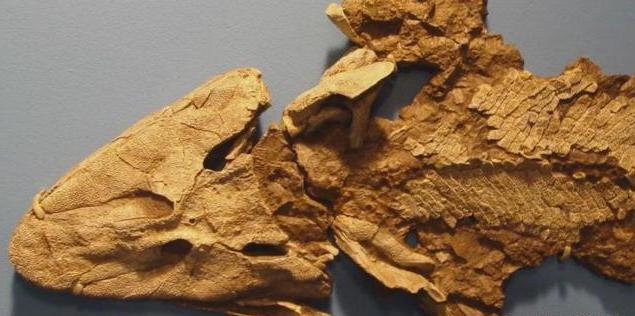 加拿大发现38亿年前的鱼化石长着人手这可能和人类进化有关