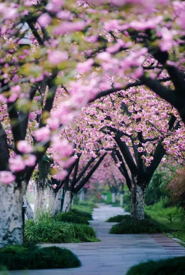 合肥人,今天你云赏樱了吗?_樱花