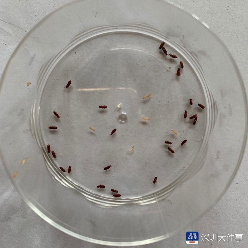 深圳男子超市购进口麦片称打开见数十只小虫在爬市监部门介入