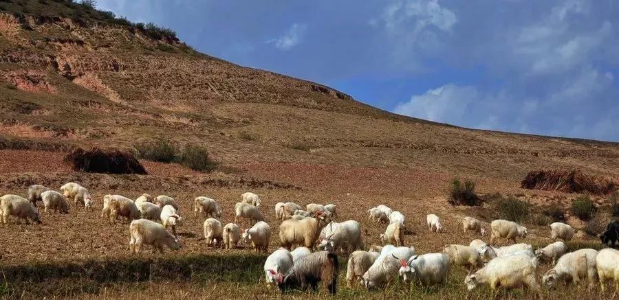 西北养羊——我们都是牧羊人_陕北